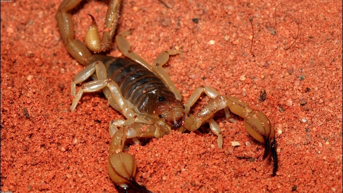 Scorpion related animal