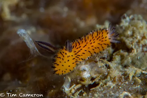 Sea Bunny related animal