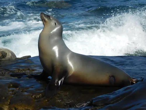 Sea Lion related animal