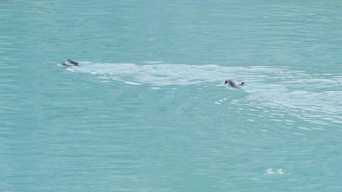Sea Otter related animal