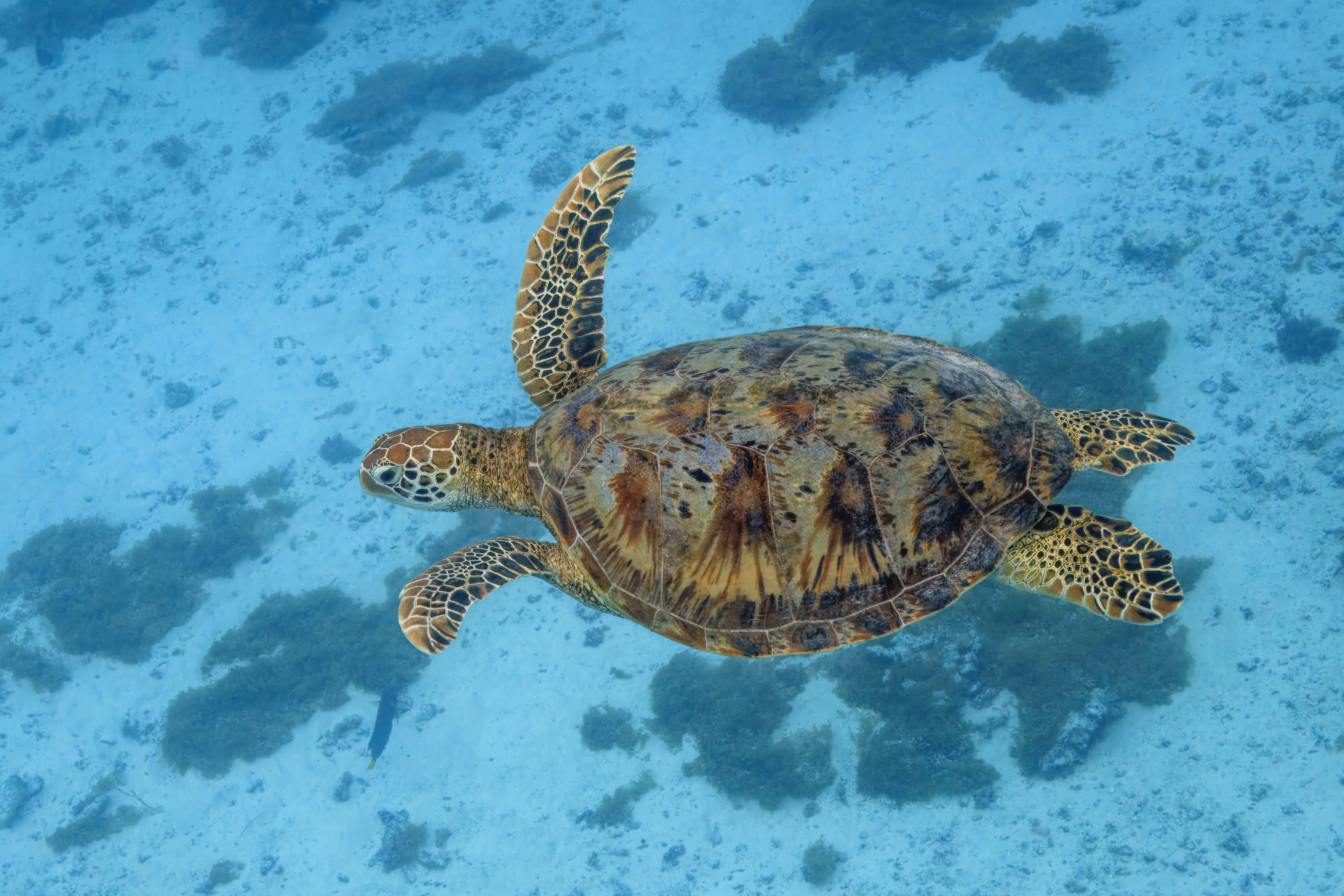 Sea Turtle animal photo