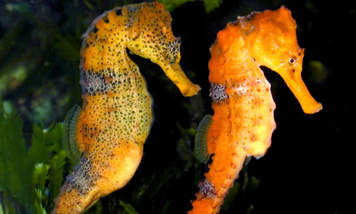 Seahorse related animal