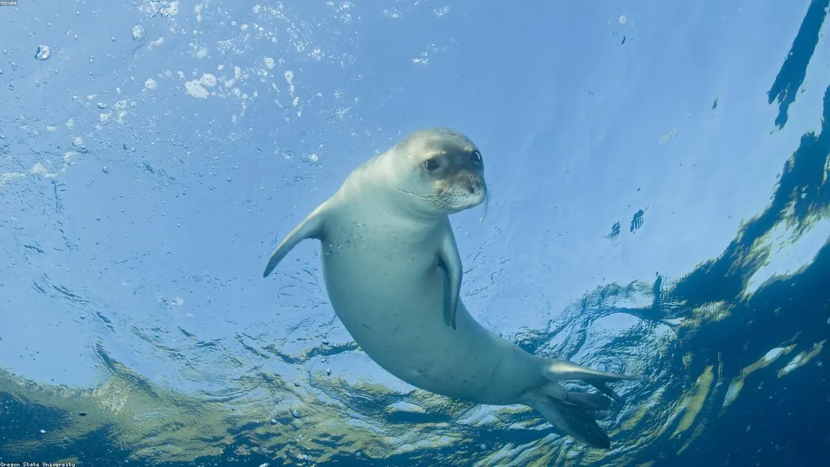 Seal related animal