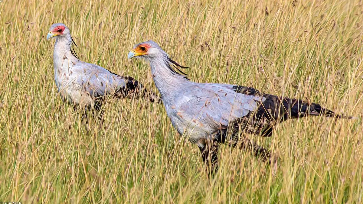 Secretary Bird endangered species photo