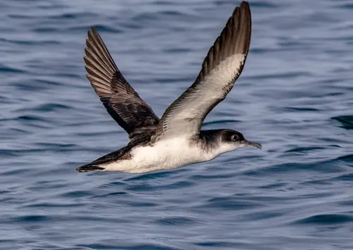 Shearwater related animal