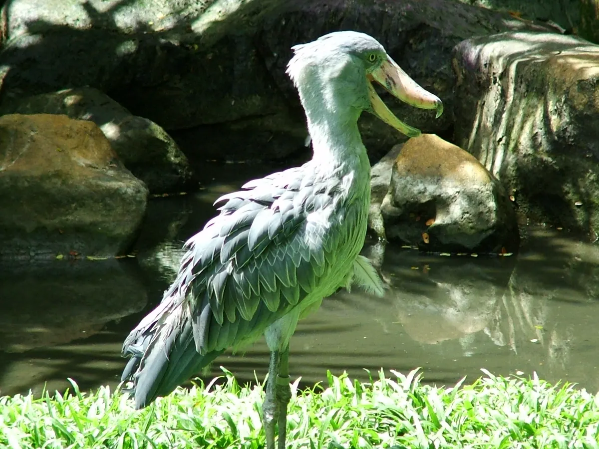 Shoebill animal profile photo