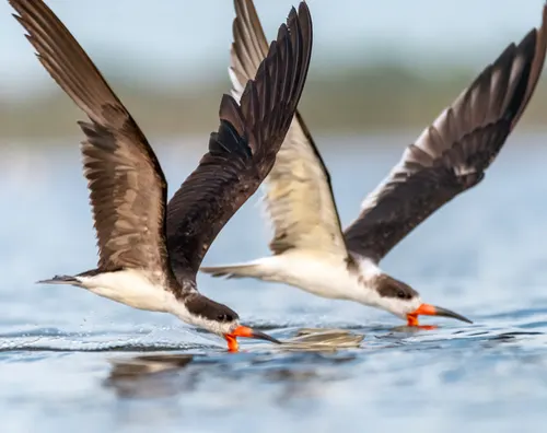 Skimmer related animal