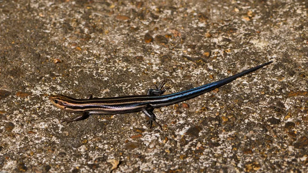 Skink related animal