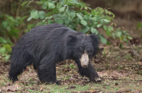 Sloth Bear related animal