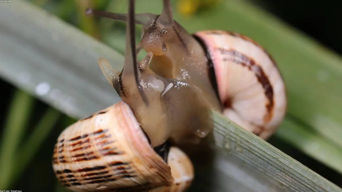Snail related animal