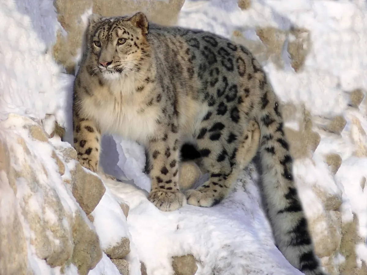 Snow Leopard endangered species photo