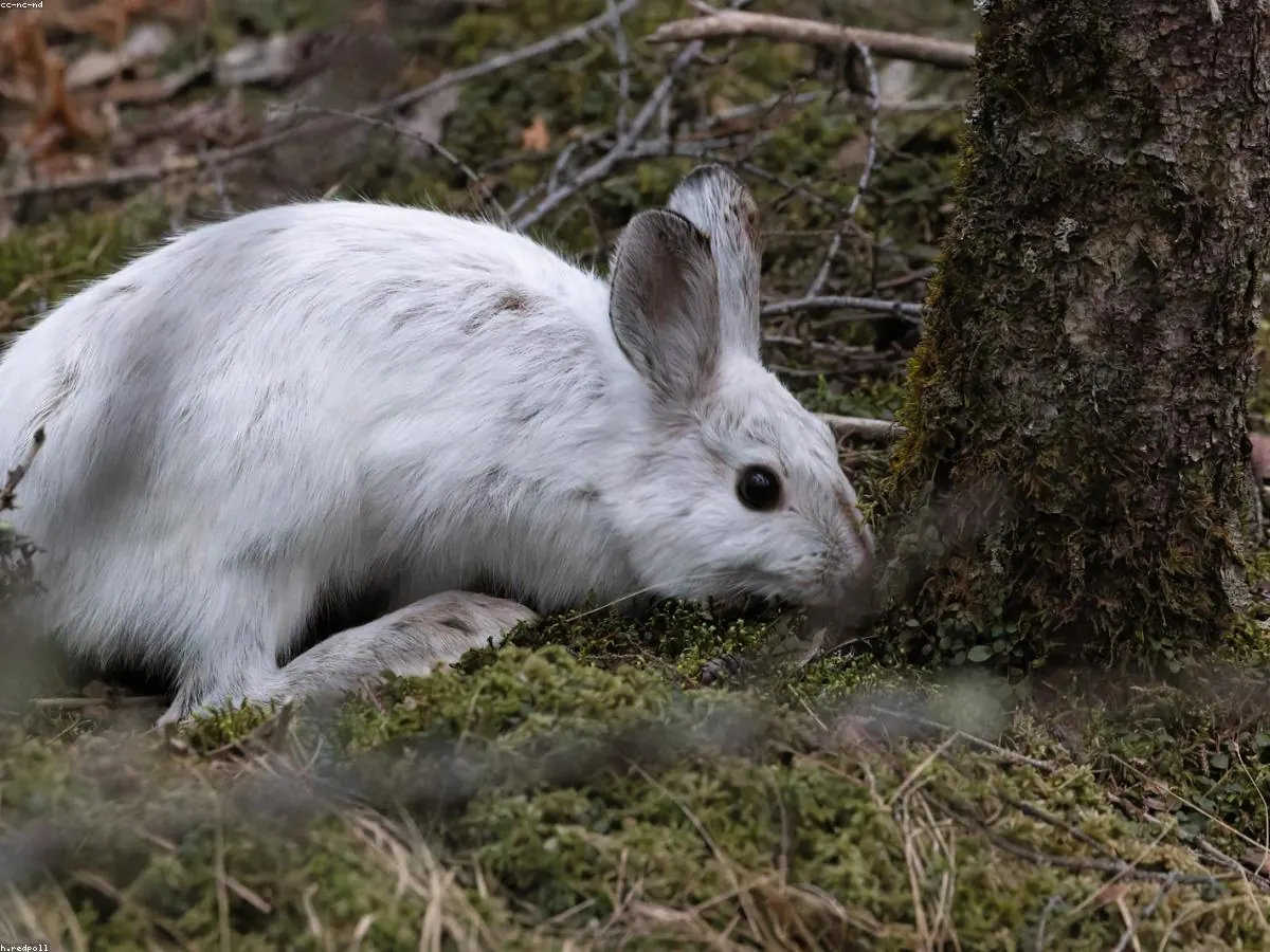 Snowshoe Hare related animal