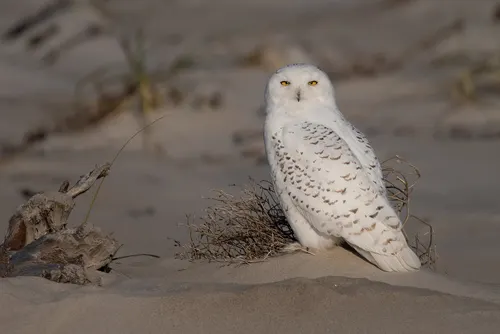 Snowy Owl related animal