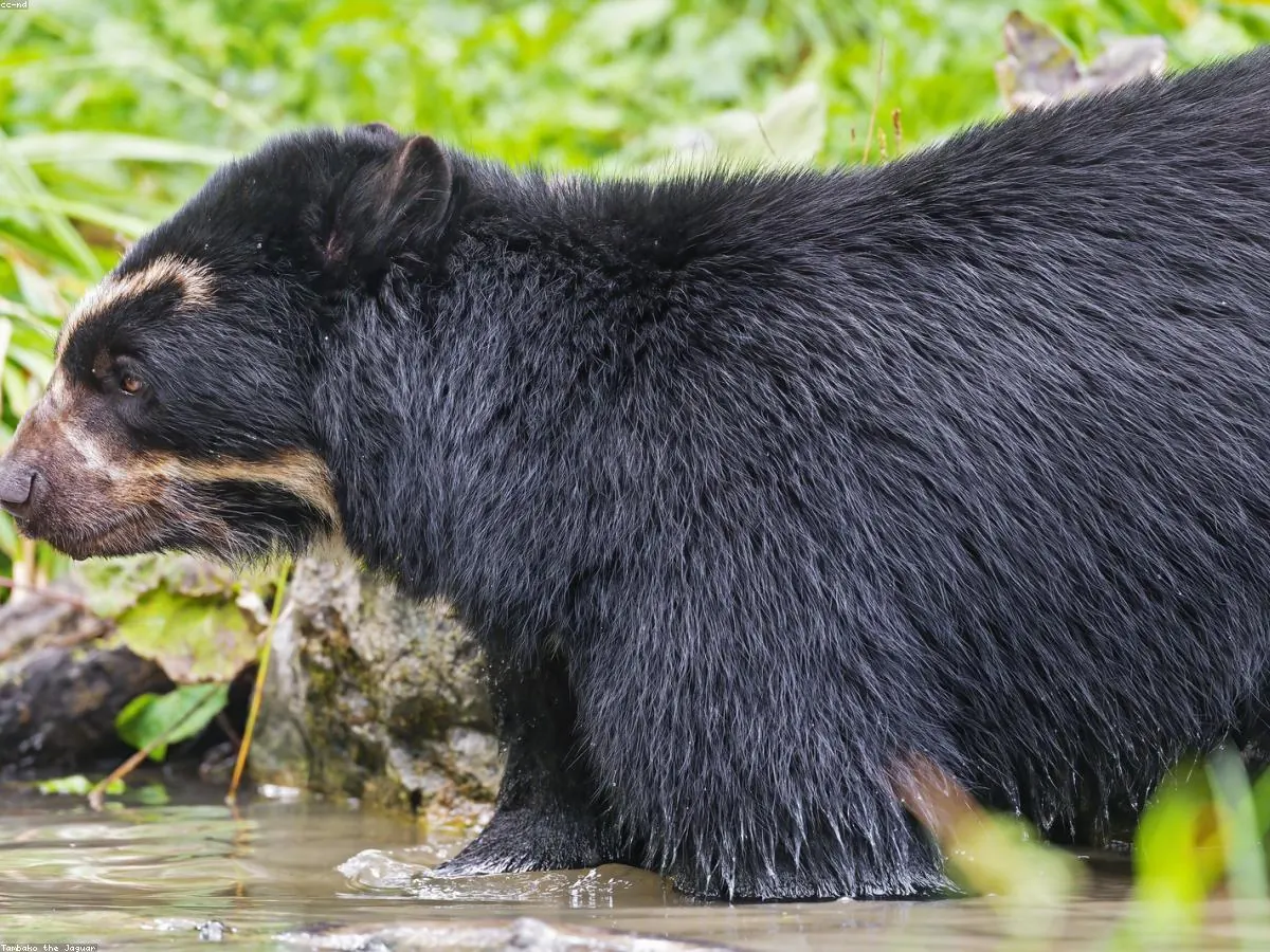 Spectacled Bear related animal