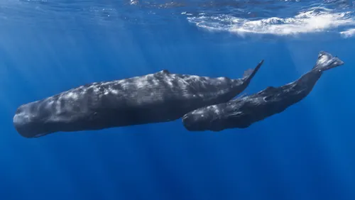 Sperm Whale related animal