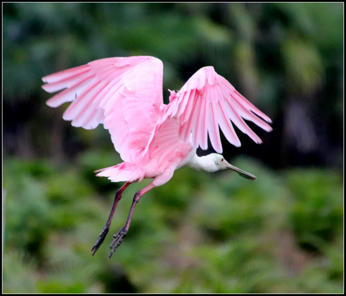 Spoonbill related animal
