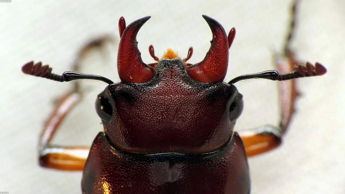 Stag Beetle related animal
