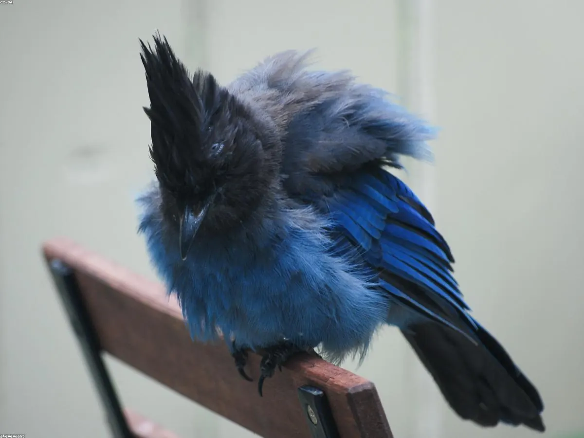 Steller's Jay animal profile photo