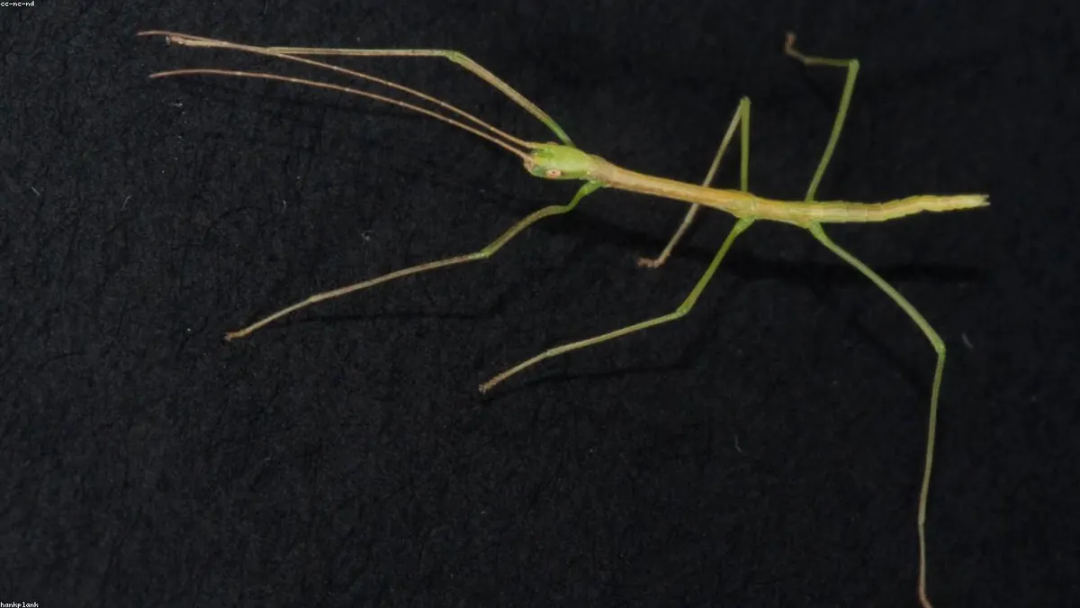 Stick Insect related animal