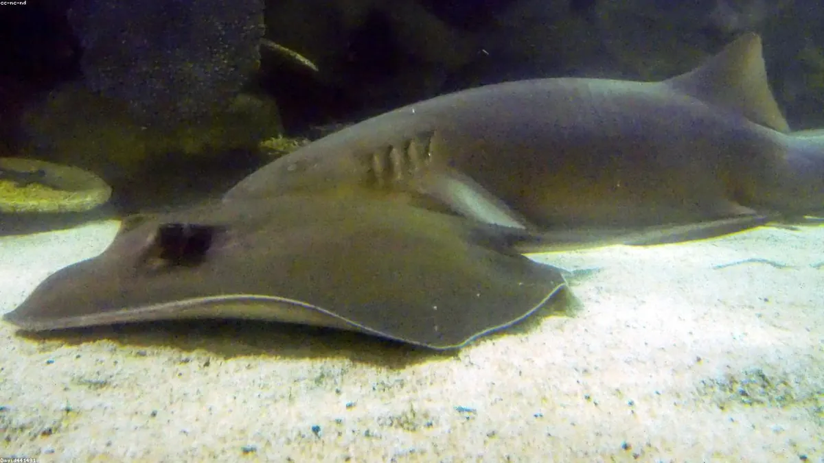 Stingray related animal