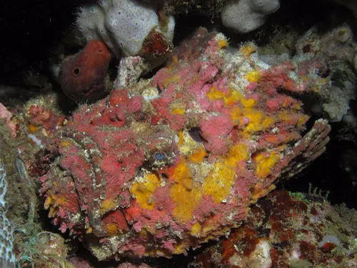 Stonefish related animal