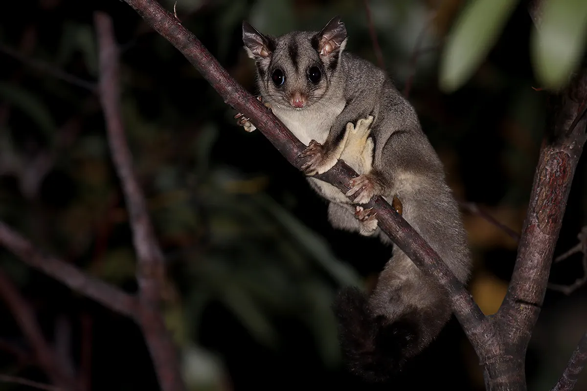 Sugar Glider related animal