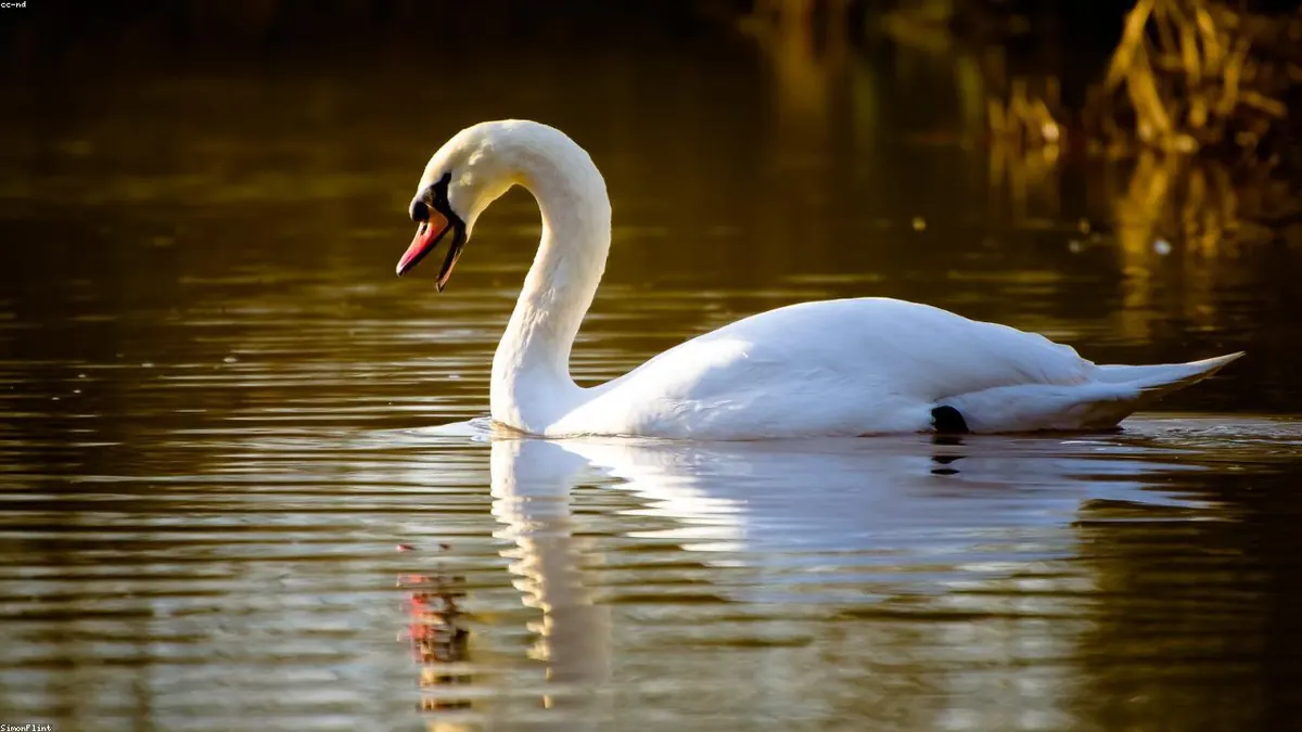 Swan related animal