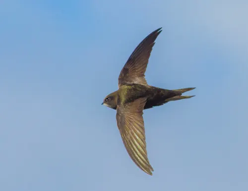 Swift related animal