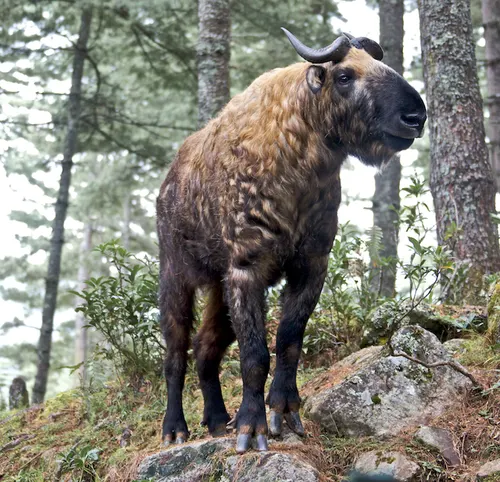 Takin related animal
