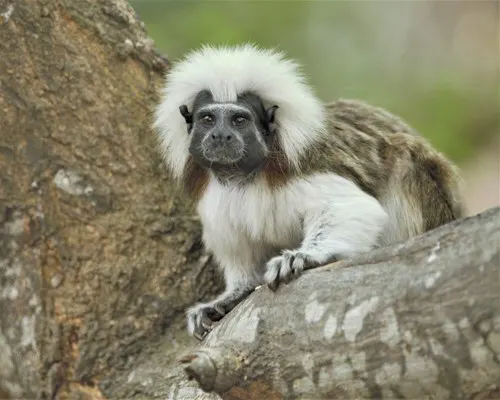Tamarin related animal
