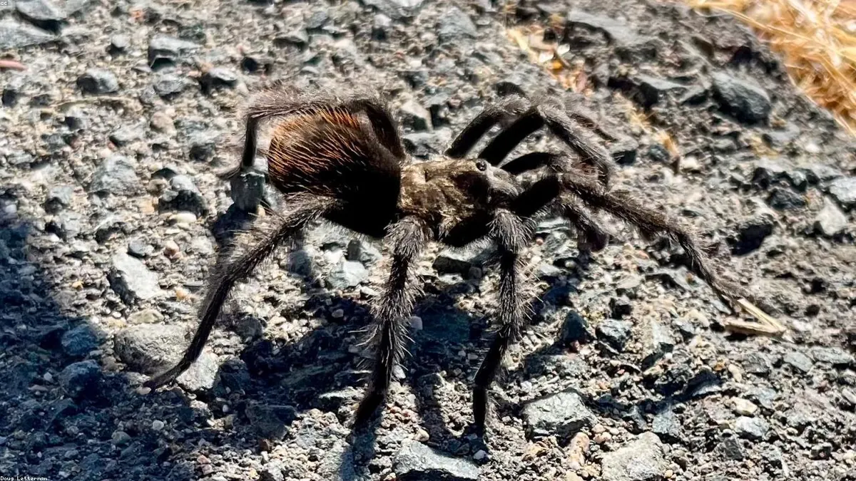 Tarantula related animal