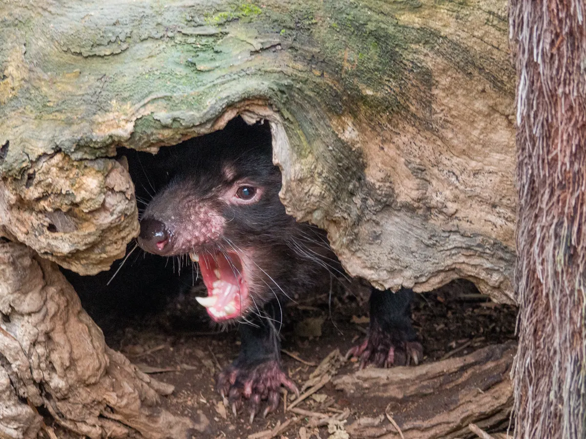 Tasmanian Devil animal profile photo