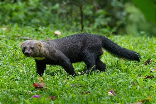 Tayra related animal