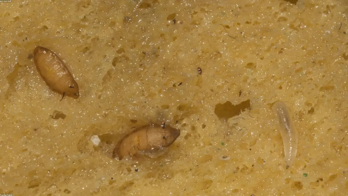 Termite animal profile photo