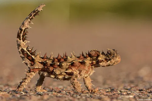 Thorny Devil related animal