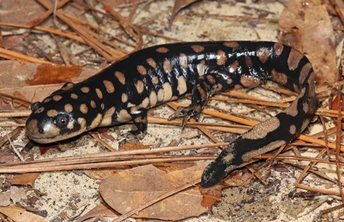 Tiger Salamander related animal
