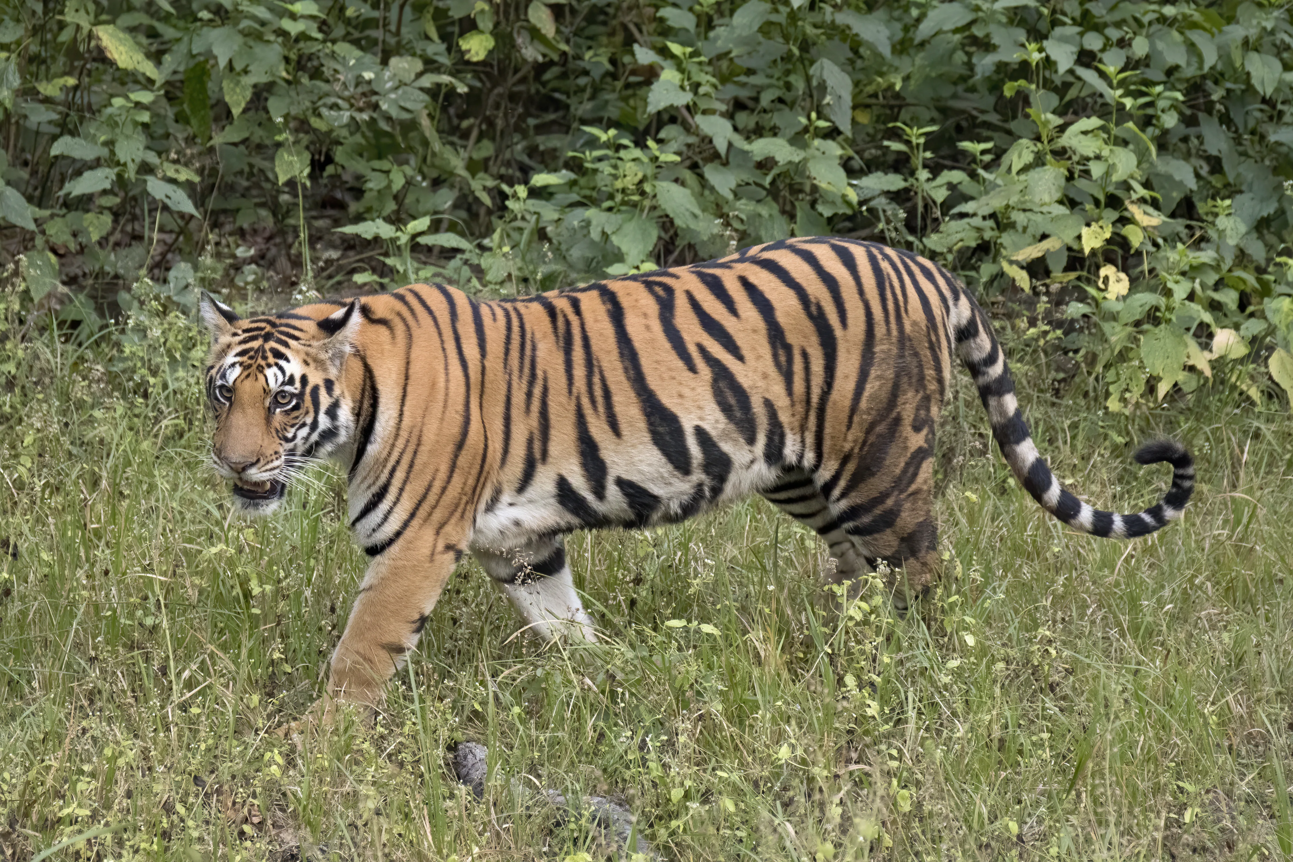 Tiger animal photo