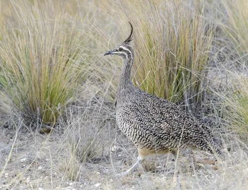 Tinamou related animal