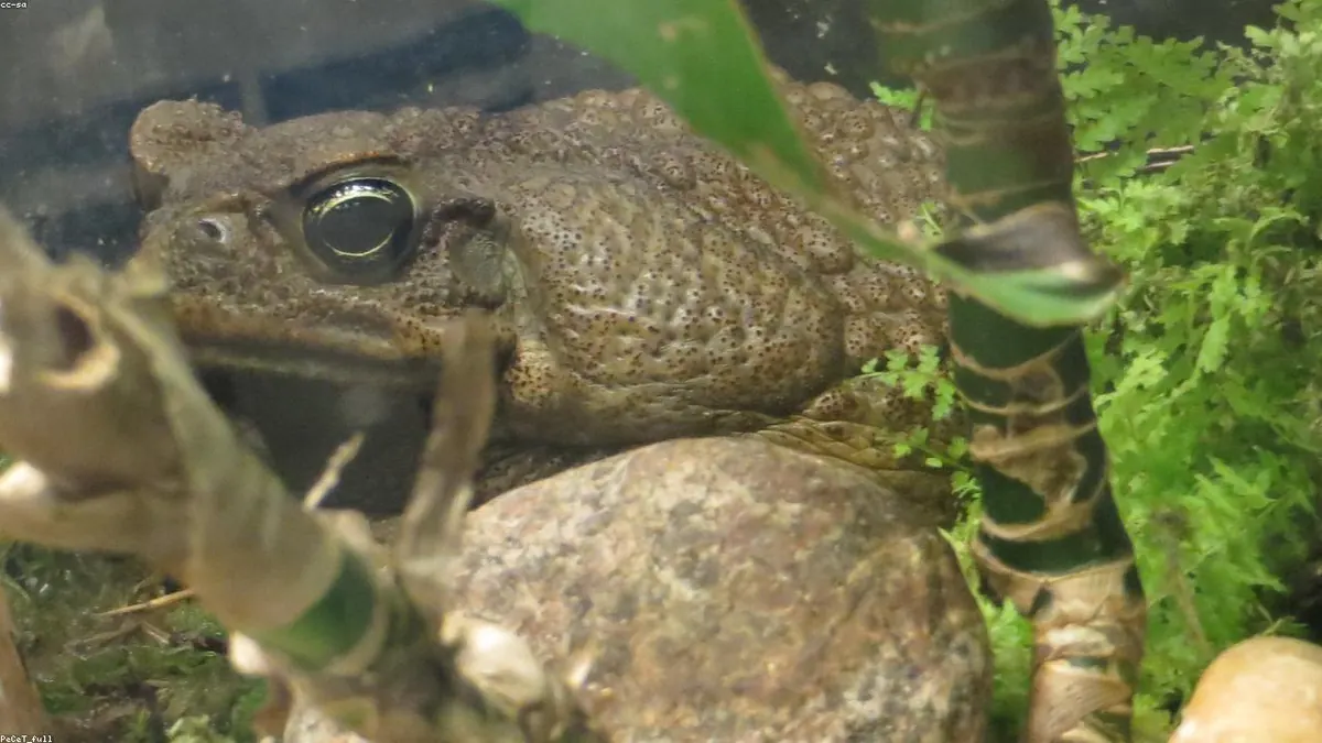 Toad animal profile photo