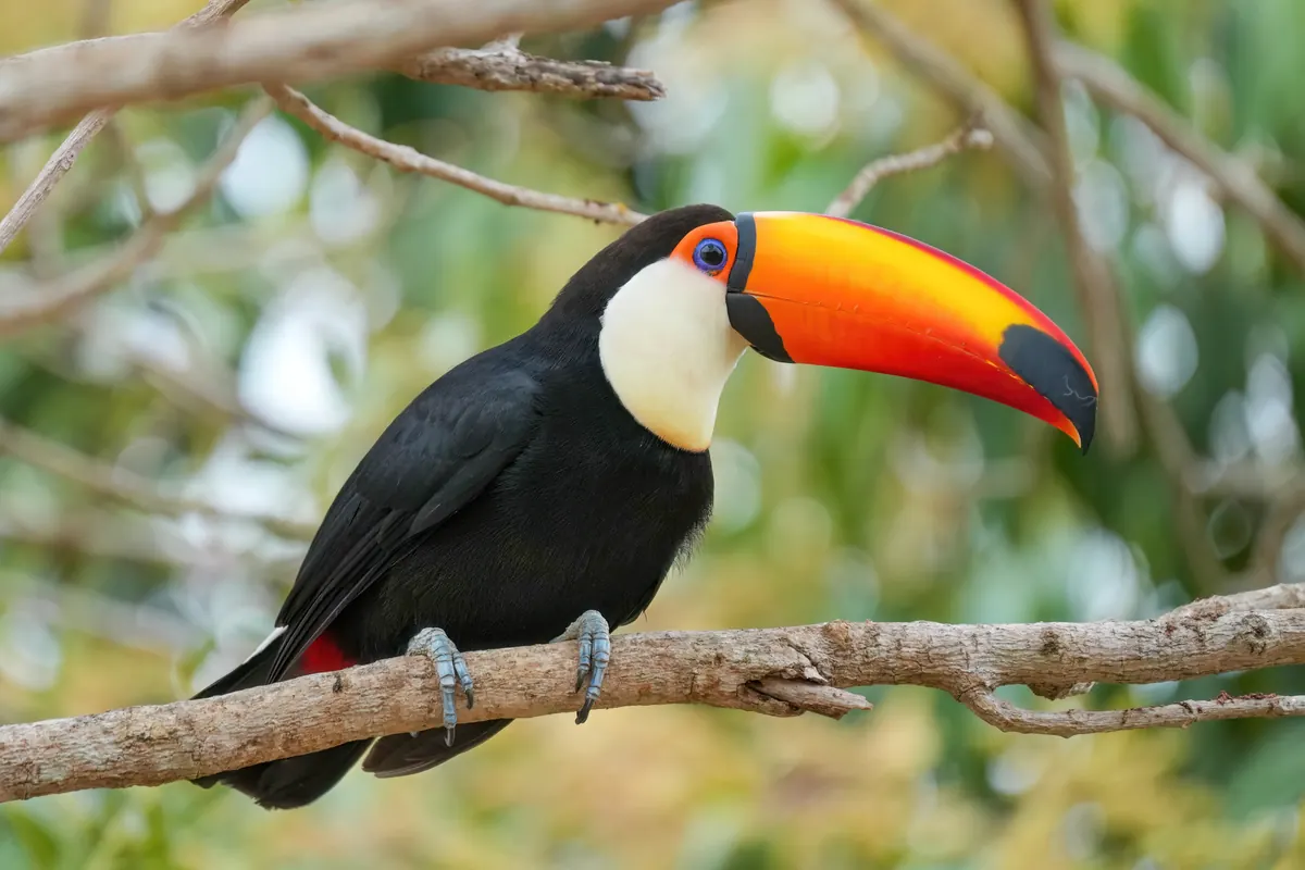 Toucan in forest habitat