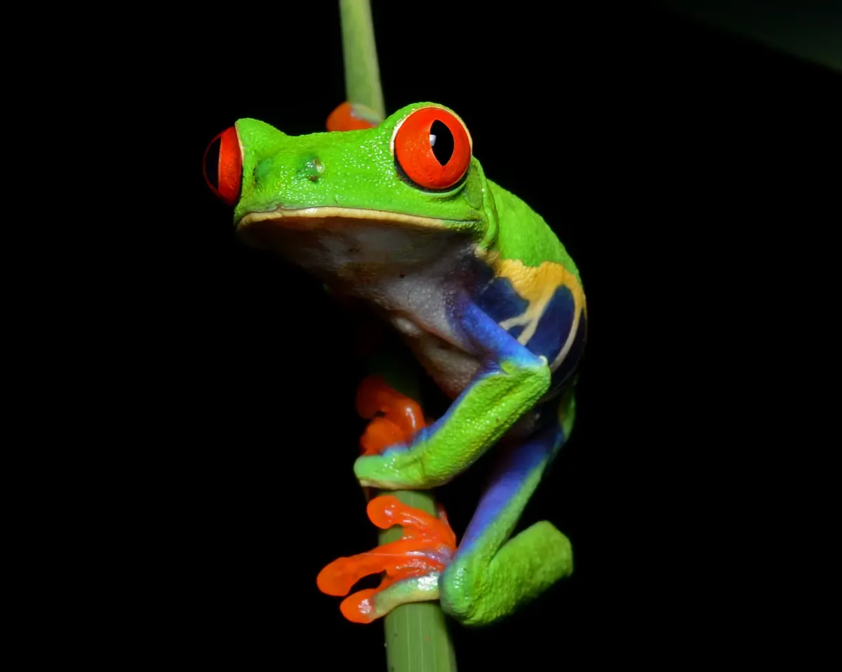 Tree Frog related animal