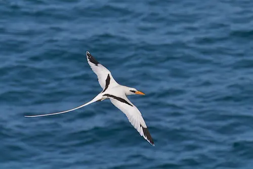 Tropicbird related animal