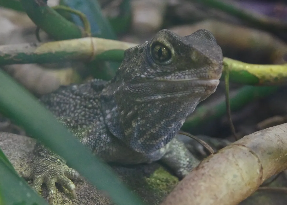 Tuatara animal profile photo