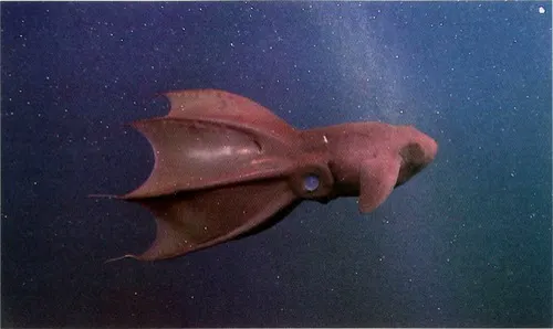 Vampire Squid related animal