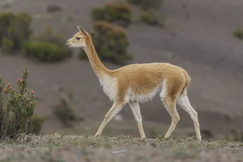 Vicuna animal profile photo