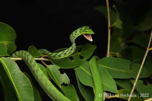Vine Snake related animal