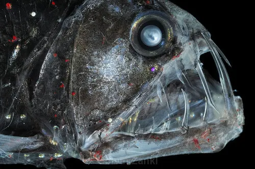 Viperfish related animal