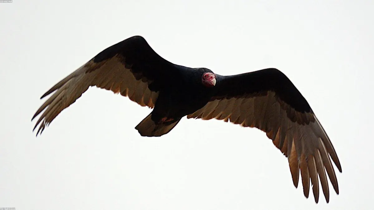 Vulture animal profile photo