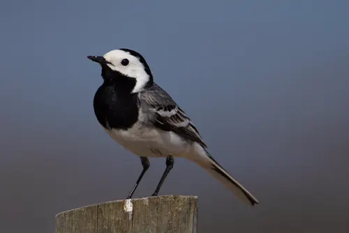 Wagtail related animal
