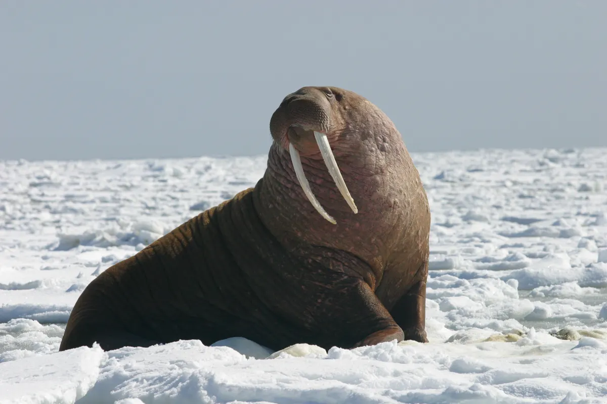 Walrus related animal